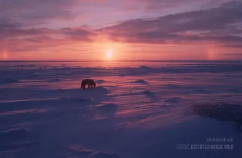 Polar bear on the Arctic tundra
