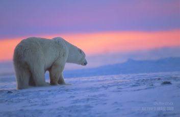 Fabulous polar bear