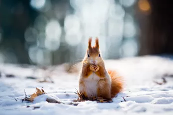 Cute red squirrel