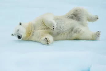 Polar bear rolling playfully