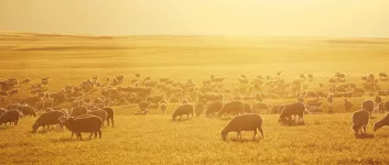 Preset 14: Animated border and glow