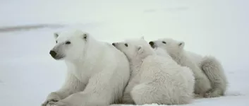 Preset 15: Borders and shadow