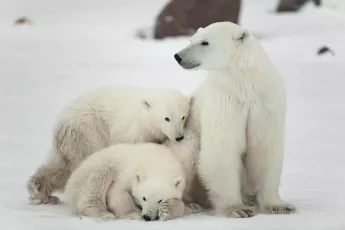 Arctic family
