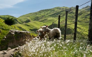 Two sheep on a New Zealand farm