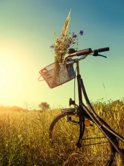 Bicycle in a field