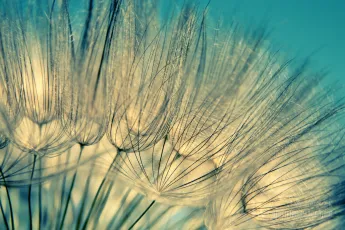Macro shot of dandelion