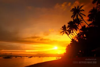 Sandy beach with palm trees at sunset