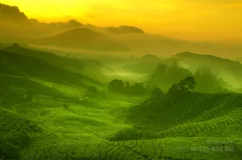 Tea plantation landscape