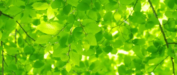 Custom presets and authority