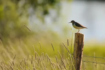 The Essence of Summer