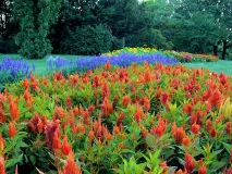 Garden with flowers