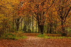 Autumn in the forest