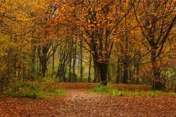 Autumn in the forest
