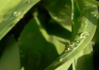 Teardrops from heaven