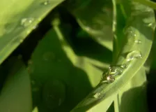 Teardrops from heaven