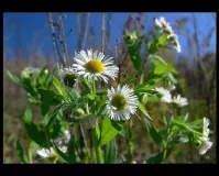 The last flowers?