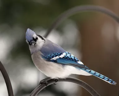 Blue Jay