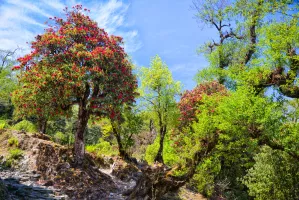 Rhododendrons near Tatopani