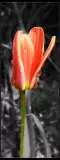 Easter tulip