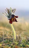 Vanitatum vanitas