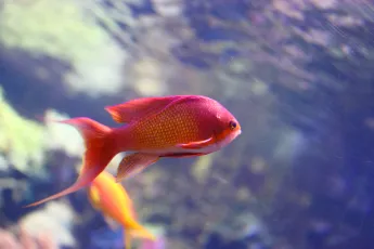 Swimmin' in the rain