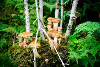 Norwegian mushrooms
