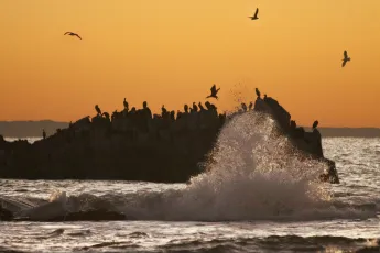 Cormorants, Indian Ocean Sunrise, Gqeberha, South Africa