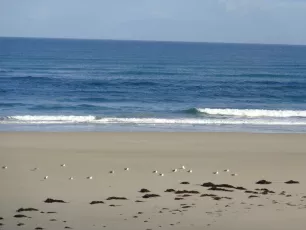 Gaviotas y Pardelas / Seagulls & Shearwaters