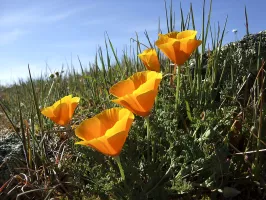 California Poppies