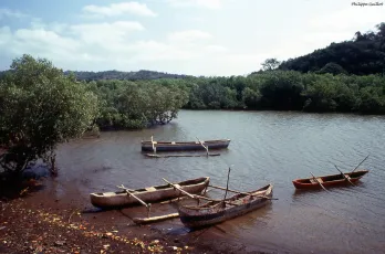 Pirogues dans la mangrove