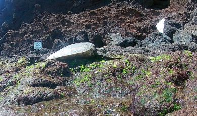 Maui Turtle Sunning