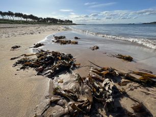 Seaweed marks the high tide line on a Sandy beach