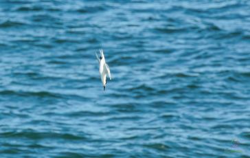 Sandwich Tern swooping down  > <  Brandseeschwalbe im Sturzflug