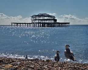 Herring Gulls and West Pier, Brighton