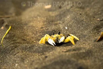 Jaune et Noir