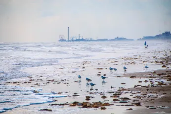 Galveston in late November #1