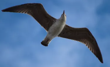 Gull on the Wind