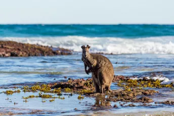 Wallaby at Steamers Beach