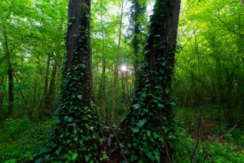 Forêt de Dannemois