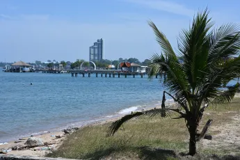 DSC_6366: A lone palm frames a peaceful shoreline, with a pier and distant waterfront buildings under a clear blue sky.