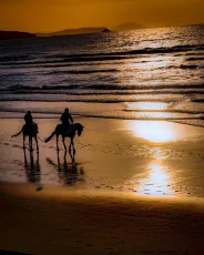 Dark horses. Final beach sunset 2024.