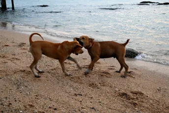 DSC_8989: Two playful dogs tugging at a toy while romping along the shoreline as gentle waves lap the sand.