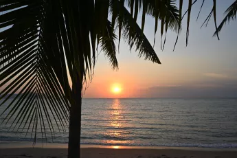 DSC_8267: Golden sunset over calm sea, framed by silhouetted palm fronds on a peaceful beach.