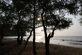 DSC_8686: the sun is shining through the trees on the beach