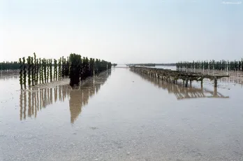 Zone de mytiliculture à Agon-Coutainville