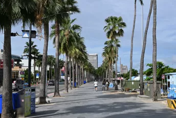 DFC_0173: A sunny promenade lined with tall palm trees and a few pedestrians strolling toward the distant city skyline.
