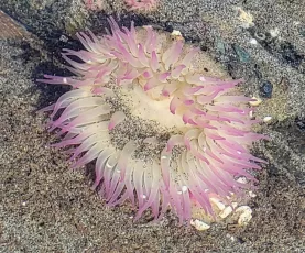 Sea anemone