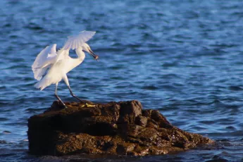 Egret Landing on Rock
