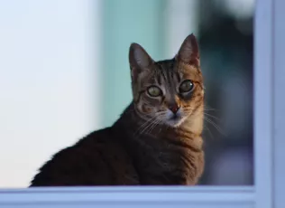 Face at the Beach Cafe