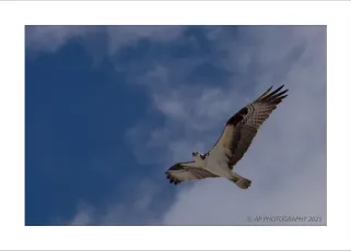 Osprey
